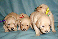 子犬1