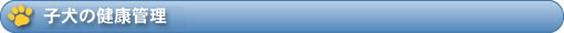 子犬の健康管理