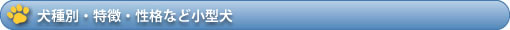 犬種別・特徴・性格など小型犬