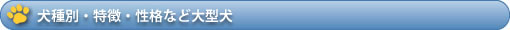 犬種別・特徴・性格など大型犬