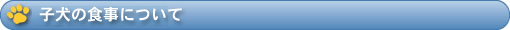 子犬の食事について