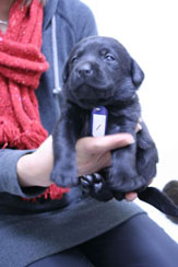 子犬通販　ラブラドルレトリバー販売